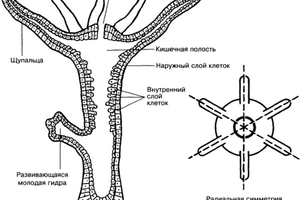 Кракен krakens13 at