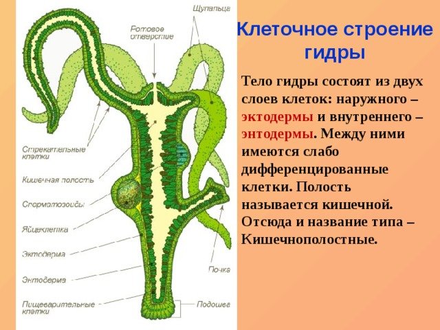 Купить наркотики москва